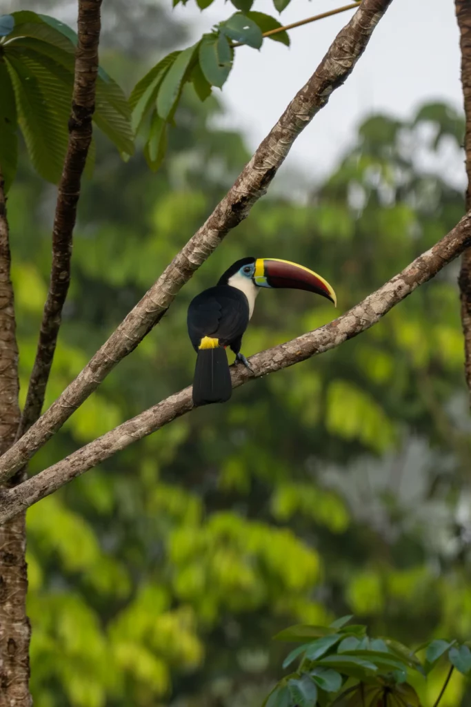 Toucan, Guyane 2025 - Pierre Guillonneau